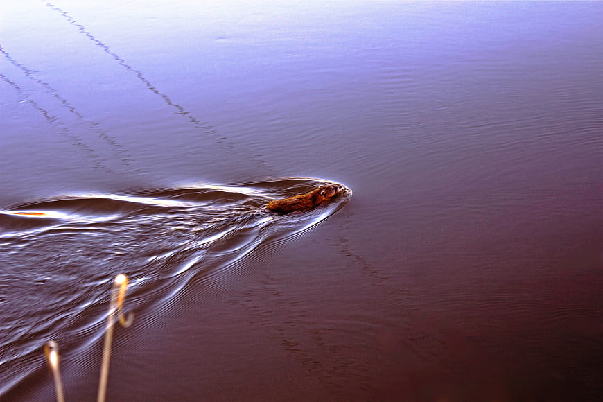 Beaver swimming in calm river water with ripples