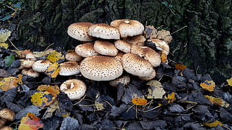 Cluster of parasol mushrooms growing at base of tree