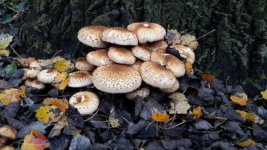 Cluster of parasol mushrooms growing at base of tree