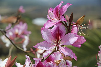 Close-up of vibrant pink Bauhinia flowers in bloom