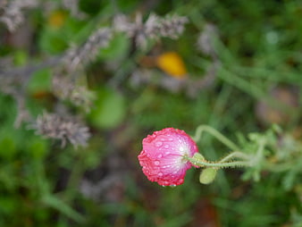 Pink Poppy Bud with Raindrops in Green Garden