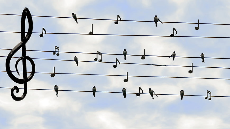 Birds perched on musical staff wires with treble clef