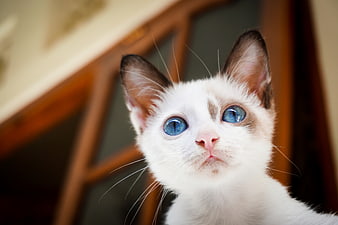 Close-up of a white cat with striking blue eyes looking up