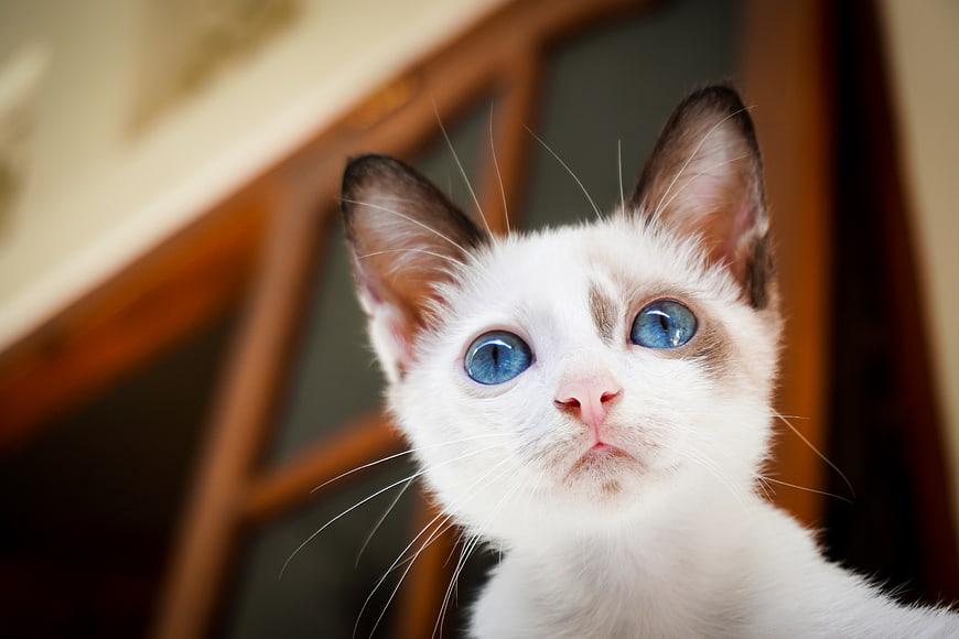 Close-up of a white cat with striking blue eyes looking up