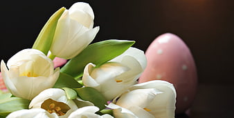 White Tulips And Pink Easter Egg Close Up