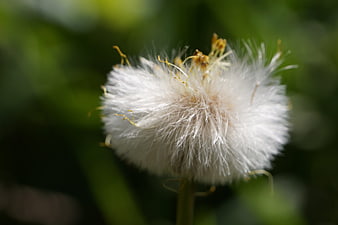 Close-up of a fluffy white seed head against a blurred green background