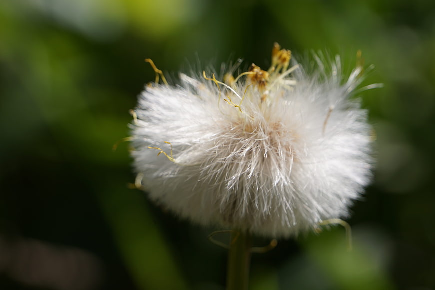 Close-up of a fluffy white seed head against a blurred green background