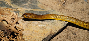 Close-up of an Inland Taipan Snake on Rocky Terrain