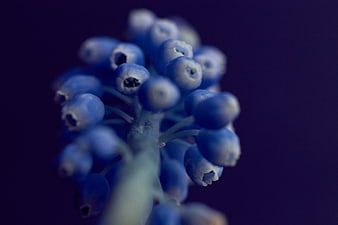 Macro photography of blue muscari grape hyacinth flowers