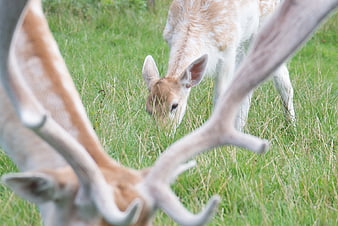 Young spotted deer grazing in green grass with blurred antlers