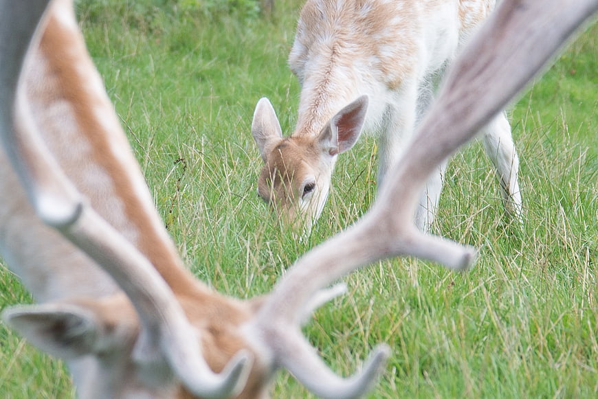 Young spotted deer grazing in green grass with blurred antlers