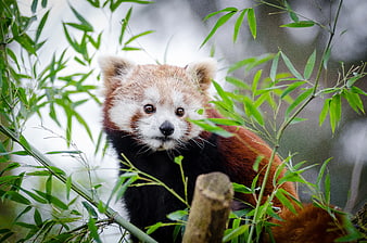 Cute Red Panda Peeking Through Green Bamboo Leaves