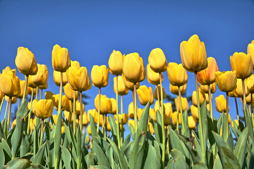 Vibrant Yellow Tulips Against Clear Blue Sky