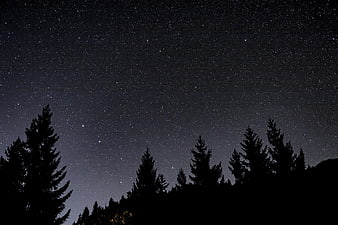 Starry Night Sky Over Silhouetted Pine Forest