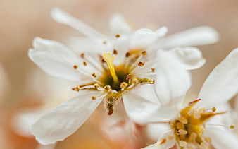 Close-up of delicate white flower with yellow stamens