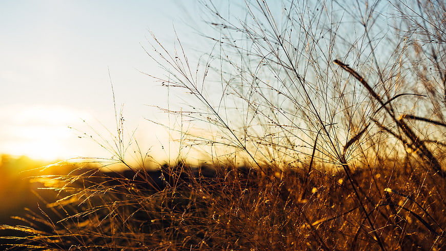 Golden Backlit Wild Grass at Sunset
