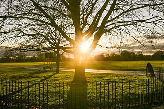 Sunburst Through Bare Tree Branches in Park at Sunset