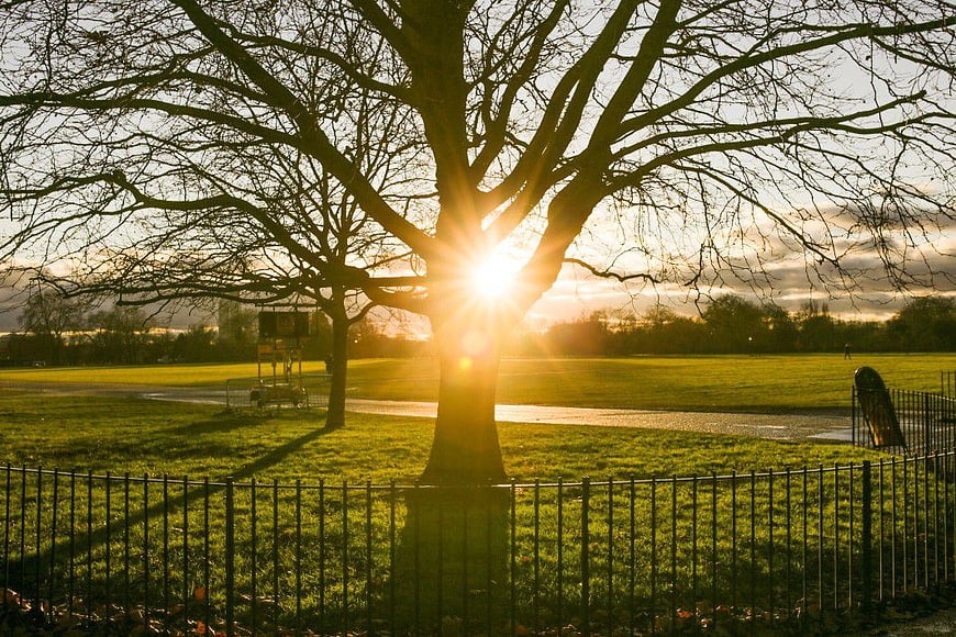 Sunburst Through Bare Tree Branches in Park at Sunset