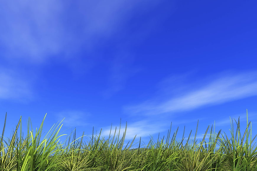 Green grass blades against a vibrant blue sky with clouds
