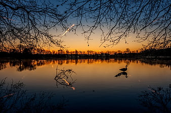 Silhouette of Duck on Lake at Sunset with Reflection