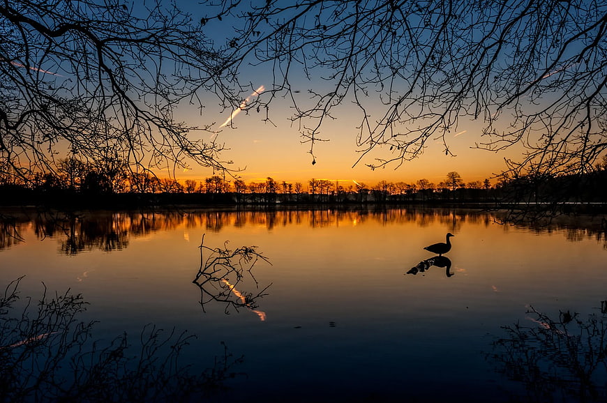 Silhouette of Duck on Lake at Sunset with Reflection