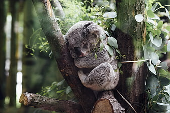 Sleeping Koala Bear Resting in Eucalyptus Tree Branches