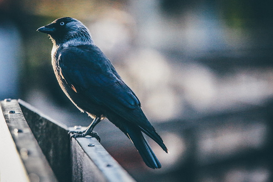 Close-up of a Brown-headed Cowper Bird Perched on a Metal Beam