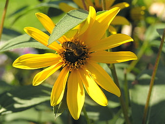 Honeybee Pollinating Bright Yellow Flower in Garden