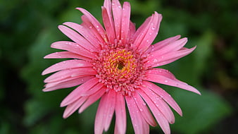 Close-up of Pink Gerbera Daisy with Water Droplets