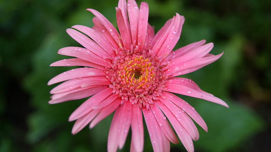 Close-up of Pink Gerbera Daisy with Water Droplets