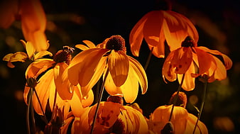 Golden Coneflowers Backlit by Warm Sunlight