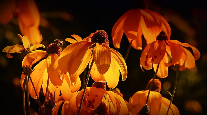 Golden Coneflowers Backlit by Warm Sunlight