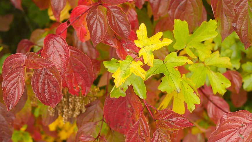 Vibrant Red and Yellow Autumn Leaves Close-Up