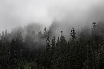 Misty Pine Forest on a Foggy Mountain Slope