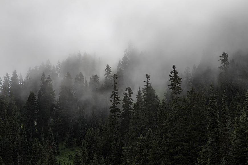 Misty Pine Forest on a Foggy Mountain Slope