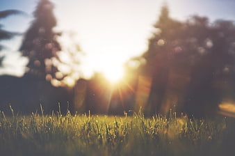 Sunlight shining through grass blades in a field