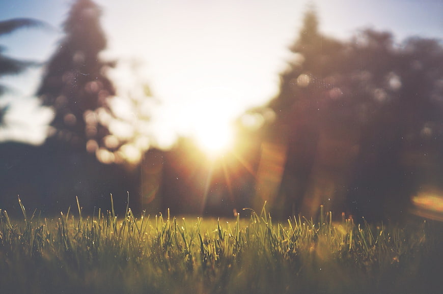 Sunlight shining through grass blades in a field