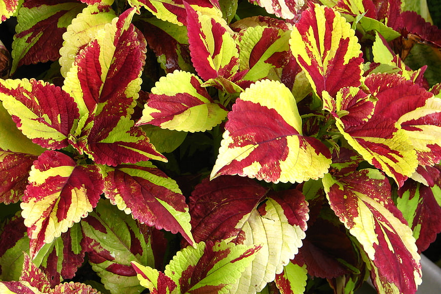 Vibrant Red and Yellow Coleus Leaves Close-Up