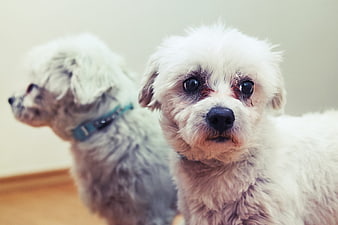 Cute white fluffy dog portrait with blurred companion