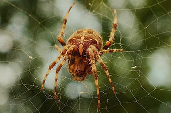 Closeup of Brown Garden Spider on Web