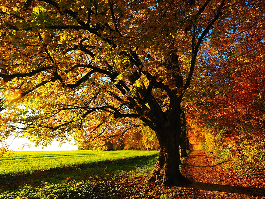 Golden Autumn Tree Canopy with Sunlight and Path