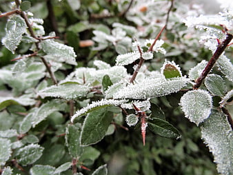 Close-up of frost-covered green leaves and thorny branches