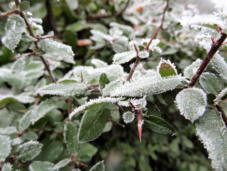 Close-up of frost-covered green leaves and thorny branches