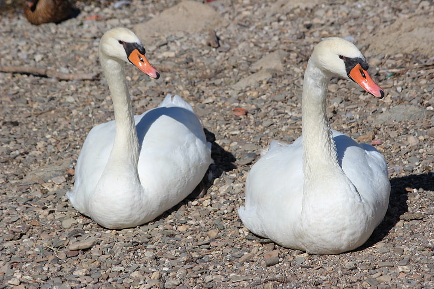 Two white mute swans resting on a pebble beach