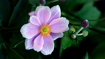 Close-up of a delicate pink Japanese anemone flower with yellow center