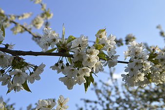 White cherry blossoms on a branch against a blue sky