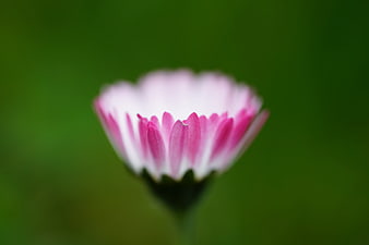 Close-up of Pink and White Flower Bud on Green Background