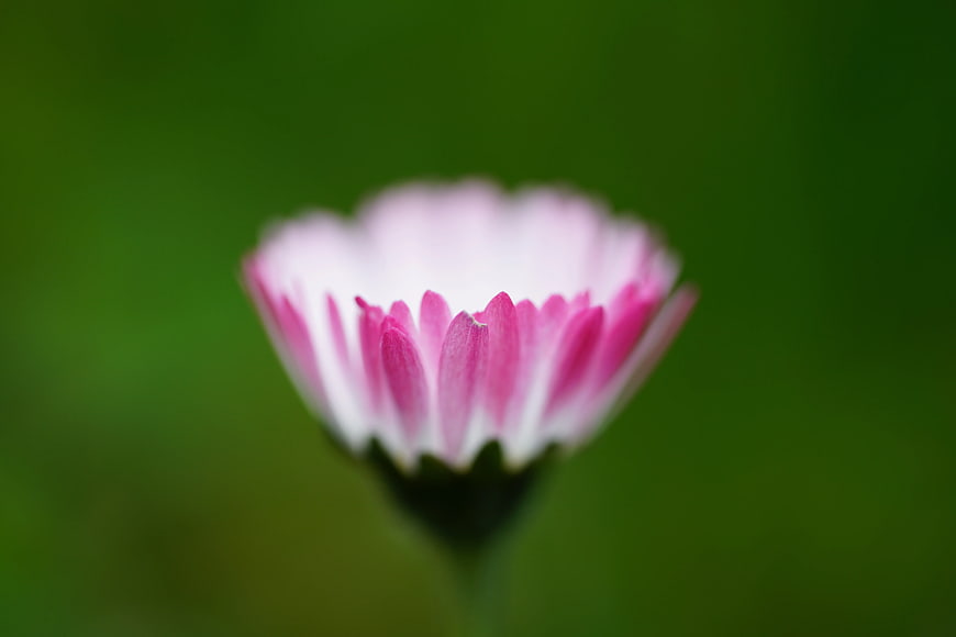 Close-up of Pink and White Flower Bud on Green Background