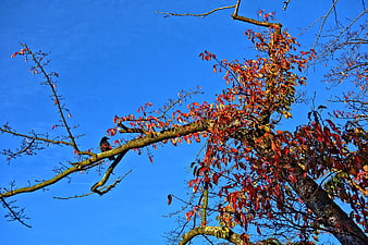 Black bird perched on autumn tree branch against blue sky