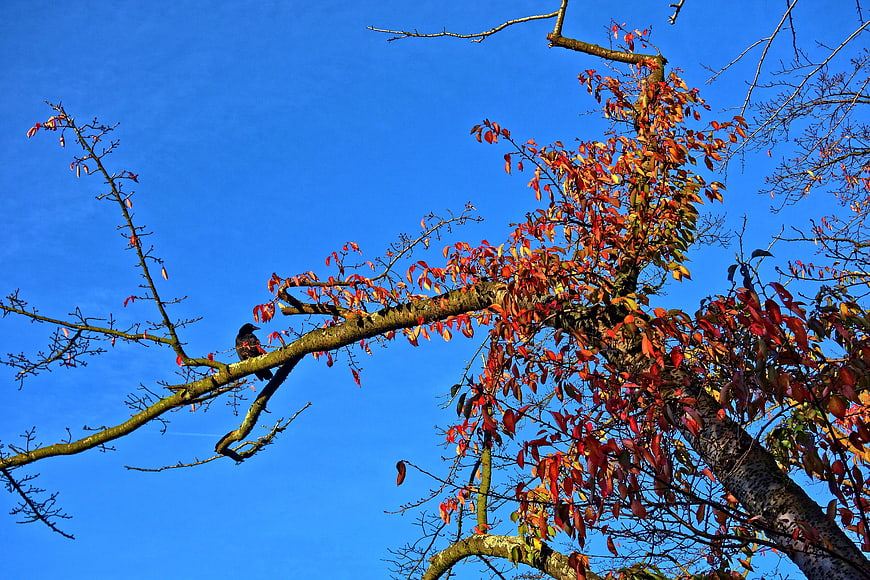 Black bird perched on autumn tree branch against blue sky